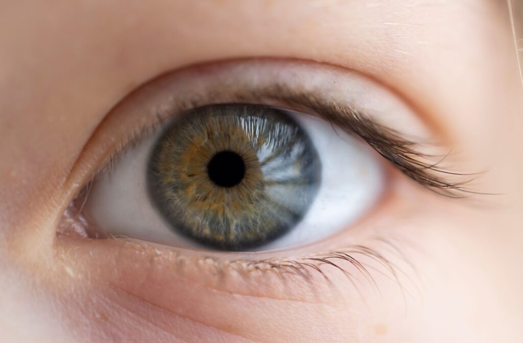A close up of an eye, showing the size of the pupil as a reaction to light and emotions.